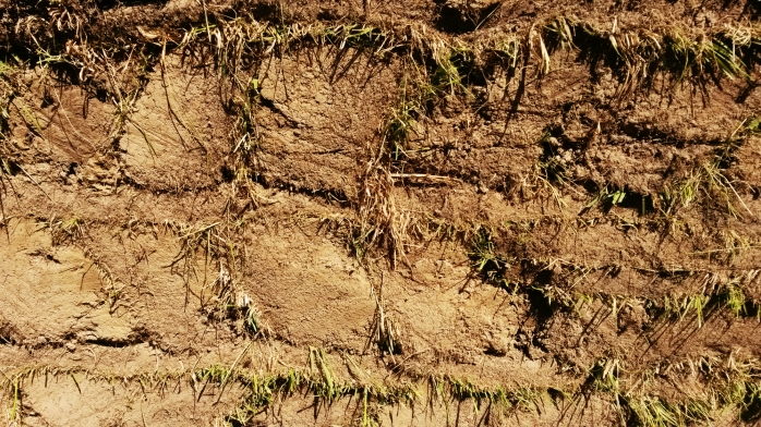 Pared de Turba o Turf - se usa el material de la superficie de la tierra, de donde se saca el pasto con sus raíces, que serán muy útiles para formar una estructura sólida.